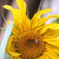 Про подсолнух :: Наталья Герасимова