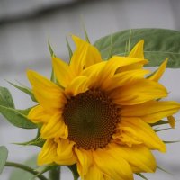 *** :: Наталья Герасимова