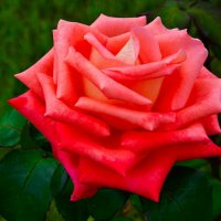 Роза в сентябре. :: Милешкин Владимир Алексеевич 