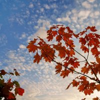 Красивая осенняя "зарисовка" :: Игорь Тельцов