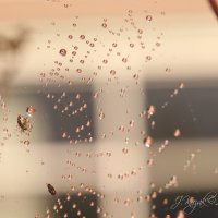 *** :: Елена Kазак (selena1965) *** :: Елена Kазак (selena1965)