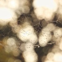 *** :: Елена Kазак (selena1965) *** :: Елена Kазак (selena1965)