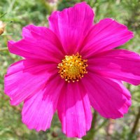 Осенняя прощальная краса! :: Елена Хайдукова  ( Elena Fly )