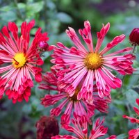 Хризантема садовая :: Любовь Сахарова