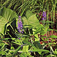 Сентябрь...Ещё цветит вероника! :: Владимир 