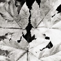 ... :: Денис Безногов