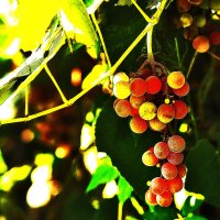 Почти созрел :: Юрий Гайворонскiий