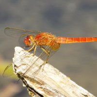 Крокотемис красный присел отдохнуть :: Константин Штарк Крокотемис красный присел отдохнуть :: Константин Штарк