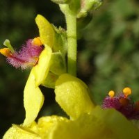 ... :: kudrni Кудрявцева