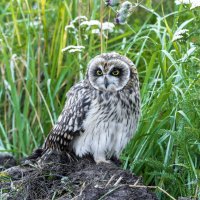 сова болотная - слеток. :: юрий макаров сова болотная - слеток. :: юрий макаров