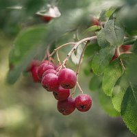 рябинка :: Svetlana Galvez