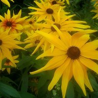 Солнышки :: Елена Семигина