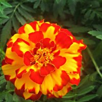 Яркий как  лето :: Елена Семигина