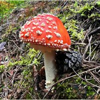 Мухомор красный. :: Валерия Комова