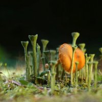 Этот удивительный мир грибов... :: Андрей Заломленков