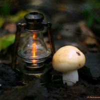 О таинстве рождения грибов... :: Андрей Заломленков