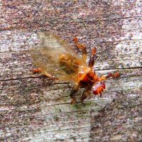 Лосиная муха :: Андрей Снегерёв Лосиная муха :: Андрей Снегерёв