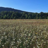 На лесной опушке :: Hope На лесной опушке :: Hope