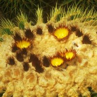 Кактус цветет :: ирина 