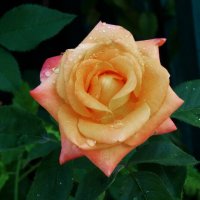 Роза  Флорибунда :: Валентин Семчишин