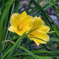 Лилейник :: Светлана Ищенко Лилейник :: Светлана Ищенко