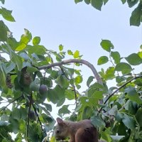 Дачный воришка :: Александр Сансар