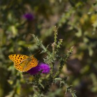 Трапеза :: LudMila Трапеза :: LudMila