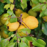 Японская айва поспела :: Светлана 