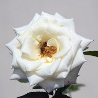 Королева цветочного мира :: Светлана Ищенко