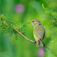 пеночка весничка  ( лат. Phylloscopus trochilus  ) :: Andrey Bragin 