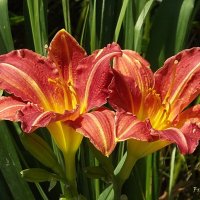 Лилейники :: Freddy 97