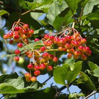 Калина :: Freddy 97 Калина :: Freddy 97