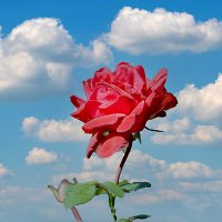 Роза в облаках :: Анатолий Уткин Роза в облаках :: Анатолий Уткин