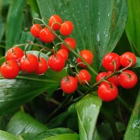 Ландыша ягодки :: Валентина Богатко 