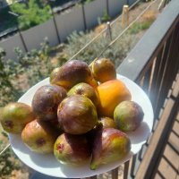 Инжир :: Ирэн 