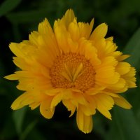 Цветок календулы. :: сергей ермошкин Цветок календулы. :: сергей ермошкин