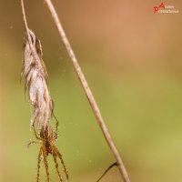 В засаде :: Андрей Пристяжнюк В засаде :: Андрей Пристяжнюк