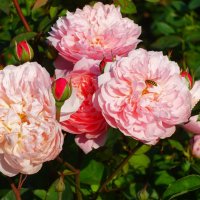 Интересные розочки ботанического сада :: Aida10 