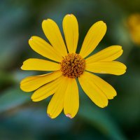 Пупавка :: Александр Леонов Пупавка :: Александр Леонов