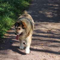 Гуляю сам по себе. :: Наталья Лунева 