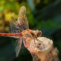 Сияющая в лучах солнышка... :: Владимир Шошин Сияющая в лучах солнышка... :: Владимир Шошин