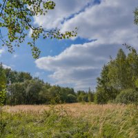 На опушке... :: Владимир Жданов На опушке... :: Владимир Жданов