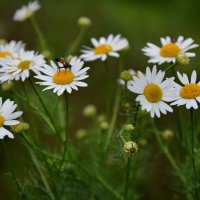 *** :: Надежда Куркина 