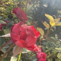 Роза в росе. :: Валентина .