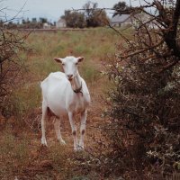 Сельские обитатели :: Магомед . Сельские обитатели :: Магомед .