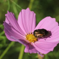 *** :: Наталья Герасимова