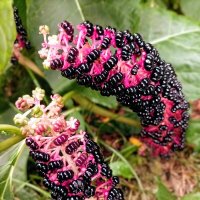 Лаконос ягодный :: Veera V