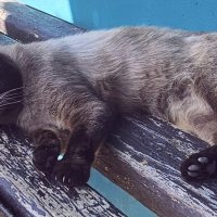 Отбой :: Георгиевич 