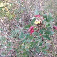 Красный щиповник :: Андрей Хлопонин Красный щиповник :: Андрей Хлопонин