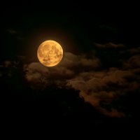 до затмения :: cfysx 